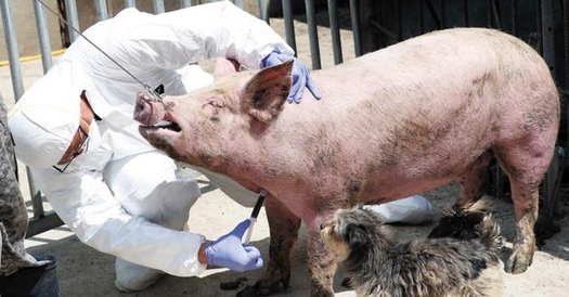 가축 방역 관계자들이 한 양돈 농가에서 아프리카돼지열병 검사를 위해 돼지 채혈을 하고 있다. 연합