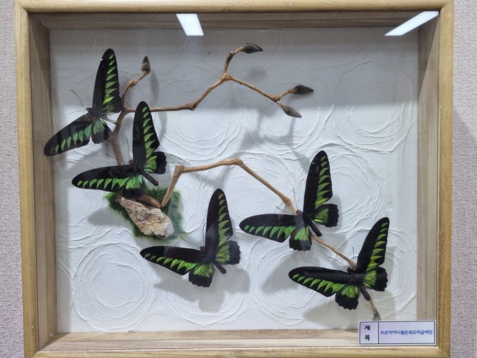 인천나비공원, 나비곤충 표본 전시회