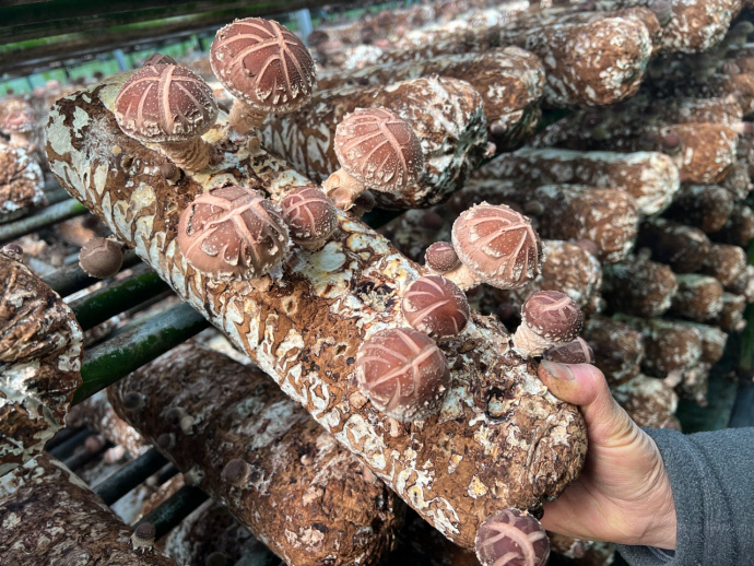 경기도농업기술원이 자체 육성한 표고버섯 신품종인 ‘자담’의 봉형 균상재배 모습. 사진=경기도농업기술원