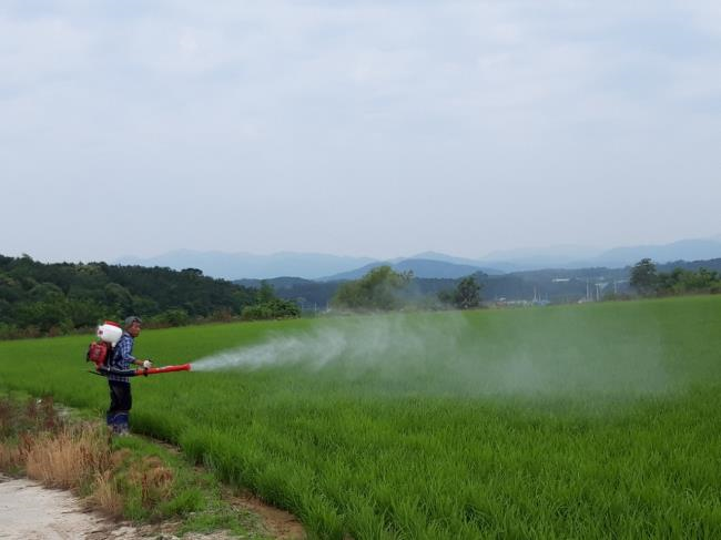 여주시농업기술센터는 벼 안정생산 및 고품질 여주쌀 재배를 위해 잎도열병 방제에 철저를 다할 것을 농업인들에게 당부했다. 사진=의정부시