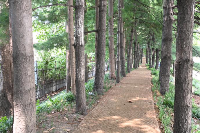 안전하게 걸을 수 있는 숲길처럼 정비된 권선동 완충녹지. 사진=수원시청