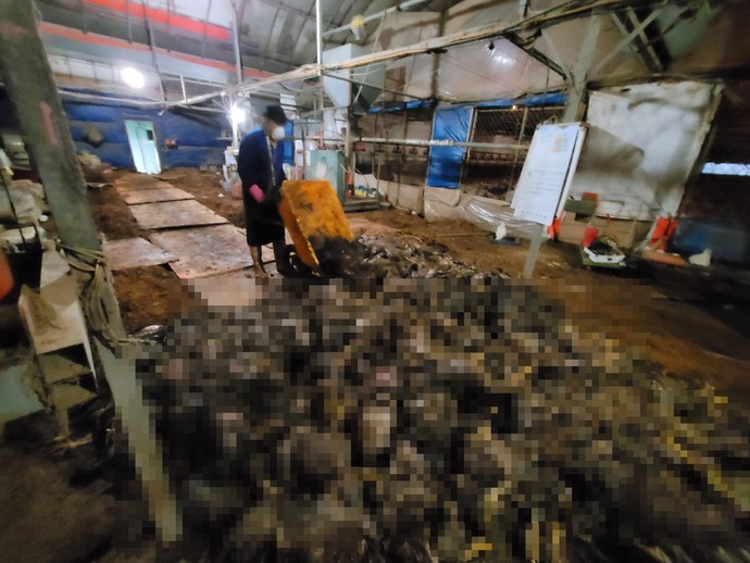 11일 오전 평택시 청북읍의 한 양계농장주가 지난 8일부터 계속된 폭우에 폐사한 닭들을 수습하고 있다. 사진=독자제공