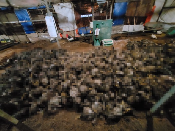 11일 오전 평택시 청북읍의 한 양계농장에 지난 8일부터 계속된 폭우로 인한 죽은 닭들 모습. 사진=독자제공