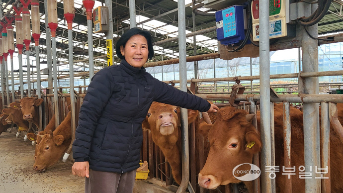 황순자 민주농장 대표가 소를 돌보고 있다. 신연경 기자