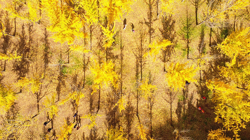 ▲ 17일 강원 홍천군 내면 광원리 은행나무 숲을 찾은 관광객들이 노랗게 물든 단풍길을 걸어가고 있다. 연합