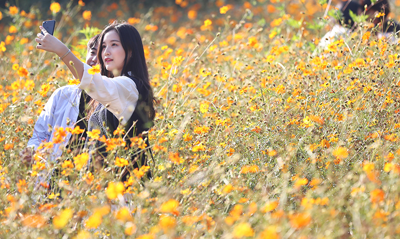 ▲ 쾌청한 가을 날씨를 보이는 17일 오후 서울 송파구 올림픽공원 들꽃마루에서 한 연인이 노랑코스모스를 배경으로 셀카를 촬영하고 있다. 연합