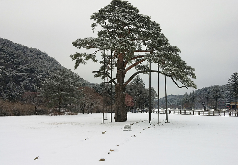 ▲ 속리산국립공원의 상징인 정이품송(正二品松·천연기념물 103호)이 6일 내린 흰 눈에 덮여 있다. 연합