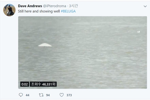 사진설명템스 강에서 목격된 흰돌고래 [출처=생태학자 데이브 앤드루스 트위터]