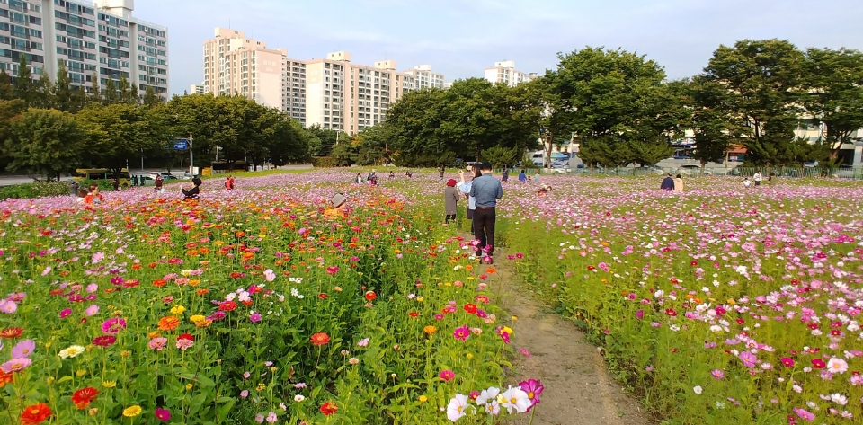 안양시가 (구)시외버스터미널 부지 코스모스 꽃밭으로 조성하고 오는 11월까지 개방한다. 사진=안양시청