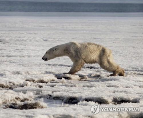 지난 16일(현지시간) 러시아 캄차카반도의 틸리치키 부근의 얼음 위를 걷는 북극곰. 사진=AP/연합뉴스