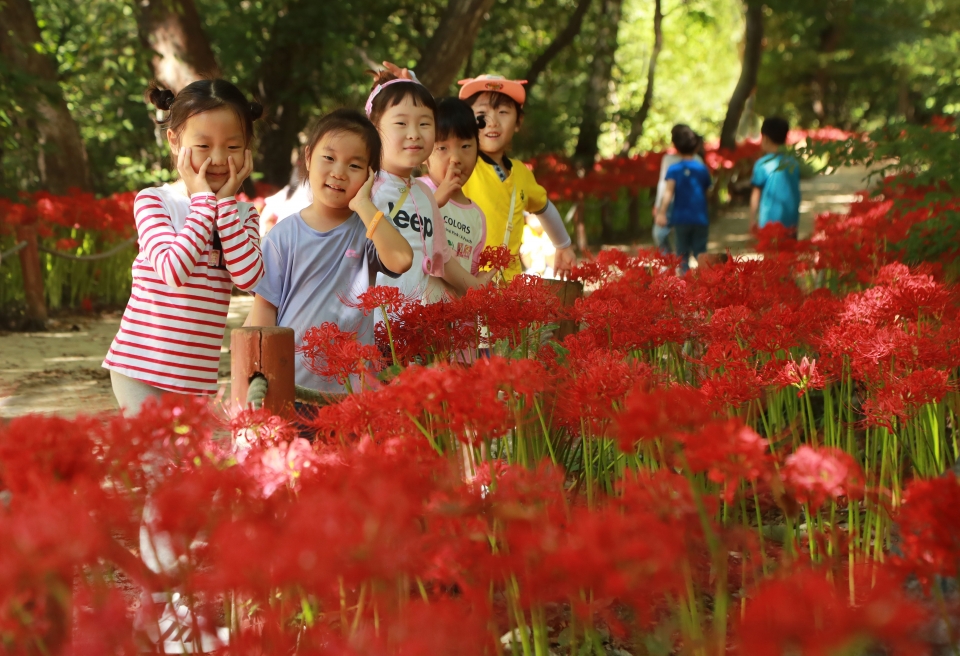 17일 경남 함양군 상림공원(천연기념물 제154호)에서 나들이 나온 아이들이 활짝 핀 꽃무릇을 감상하고 있다. 사진=함양군/연합뉴스