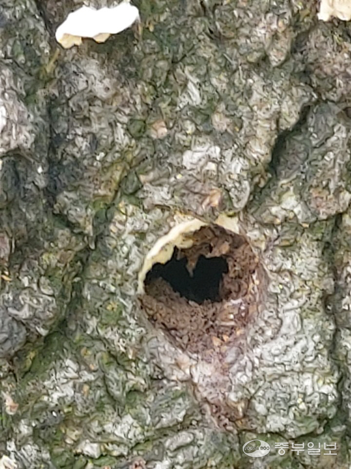 이천시 대월면 소재 한 야산에서 고사한  상수리나무에 구멍이 뚫려 있는 모습.