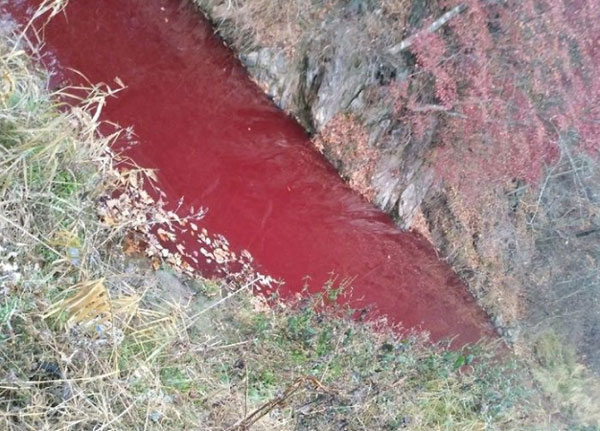 지난 10일 오전 경기도 연천군 중면 합수리에서 시작해 임진강으로 흐르는 마거천이 인근에 매립된 돼지 사체에서 흘러나온 핏물이 섞여들어 붉게 물들어 있다. 연천임진강시민네트워크