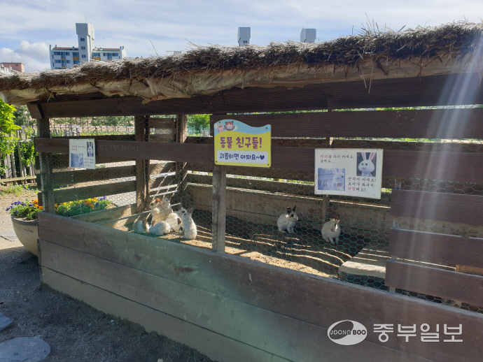 지난 19일 시흥 함줄도시농업공원 내 토끼 우리 안에 성토와 어린토끼 10여 마리가 구분없이 생활하고 있다. 이곳 토끼들은 물을 먹지 못하고 있는 상황이다. 정성욱기자