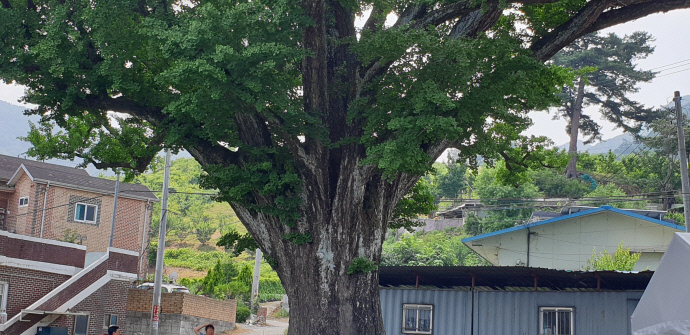 화도읍 가곡리의 임하려 부근에 있는 은행나무