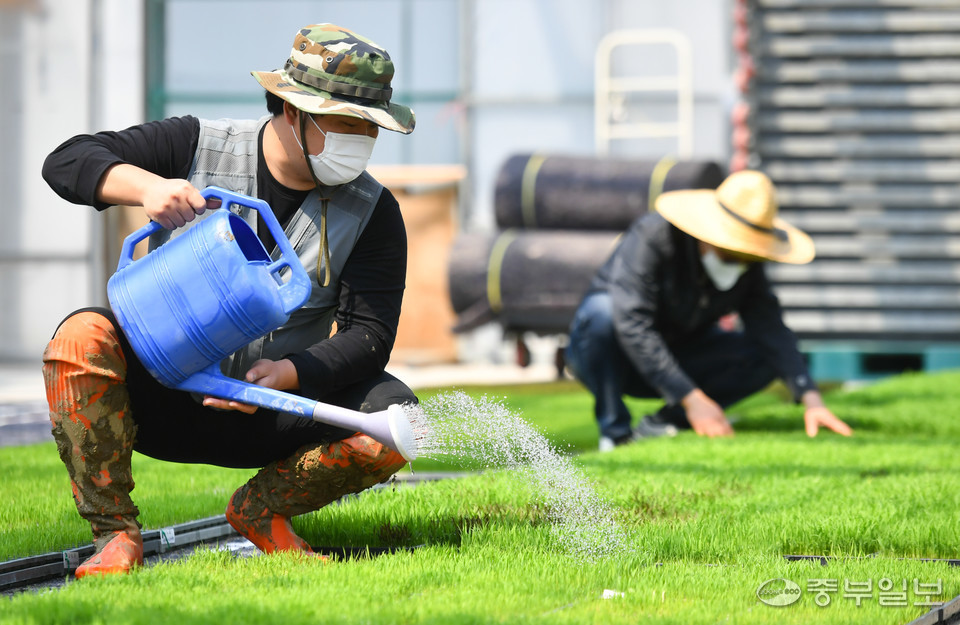 농사비가 내린다는 절기상 곡우를 하루 앞둔 19일 화성시 경기도 농업기술원 관계자들이 모판에 자란 볏모에 물을 주고있다. 김근수기자