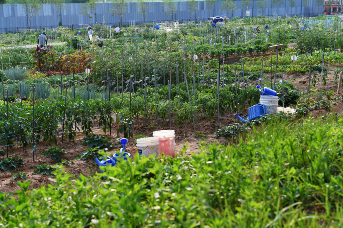 서울농대 연습림이었다가 지난 2019년부터 수원시민을 위한 텃밭으로 이용되고 있는 탑동시민농장. 사진=수원시청