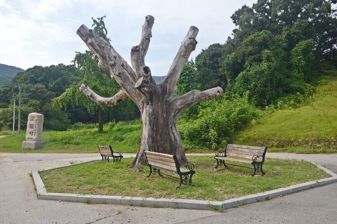 고달사지 느티나무. 수령 440년의 나무였으나 현재는 고목이 되었다.