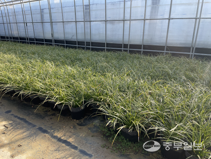 야생화 ‘아이스댄스사초’의 모습. 윤진현기자