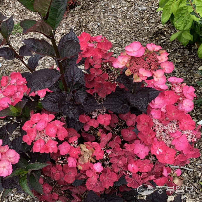 더케이야생화가 독점 공급하는 야생화 품종인 ‘데어데블수국’의 모습. 윤진현기자