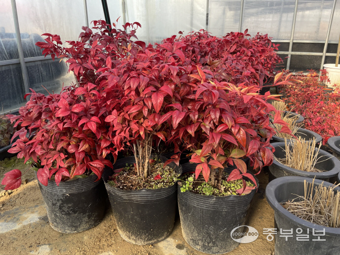 야생화 ‘소스랑남천’의 모습. 윤진현기자