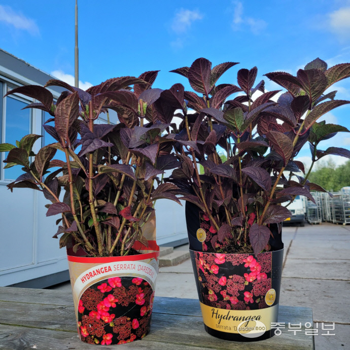 더케이야생화가 독점 수입해 공급하고 있는 ‘데어데블수국’의 해외에서 유통될 때의 포장지 디자인의 모습. 해외에서는 아직 꽃이 피지 않은 작물이라면 성장 후의 모습을 예측할 수 있도록 포장지를 디자인하고 있는데, 더케이야생화도 이러한 디자인 과정을 준비 중이다.사진=더케이야생화