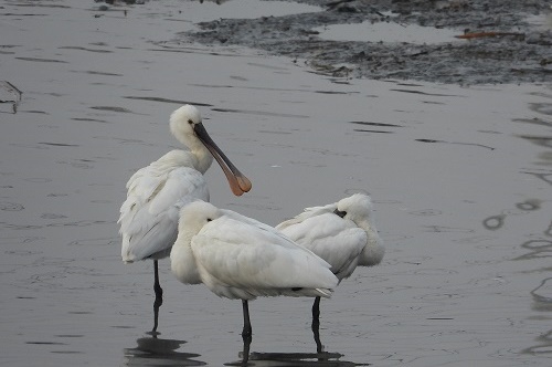 파주시 교하도서관이 내달 27일까지 ‘파주출판도시에 사는 생물들’ 사진전을 개최한다. 사진=파주시청