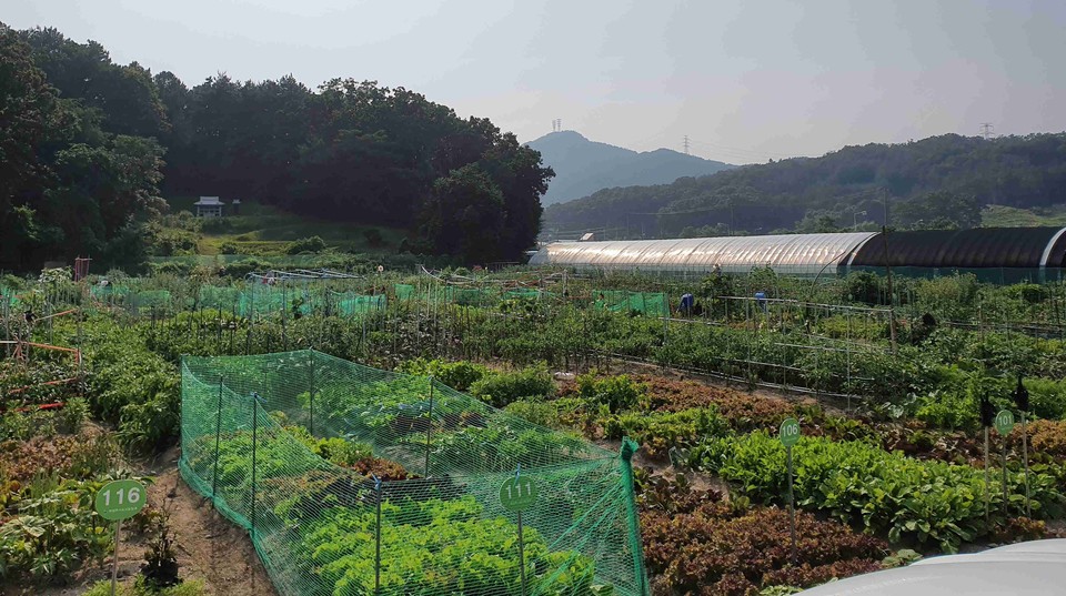 의정부시는 도심지 인근 유휴 공간을 활용해 시민들에게 녹색 체험의 기회를 제공하는 도시텃밭 분양사업을 추진한다. 사진=의정부시청