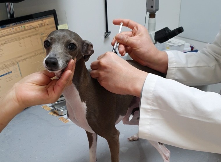 반려견이 동물병원에서 광견병 예방접종을 하고 있다. 사진=용인시청
