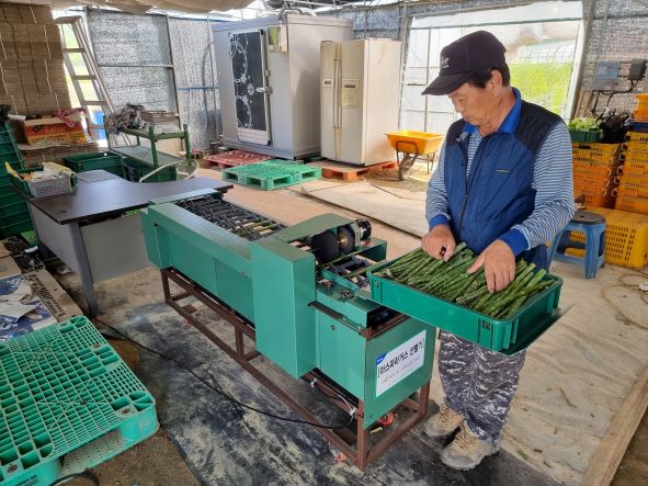 여주시농업기술센터가 아스파라거스 신선 유통 및 상품성 균일화를 위해 관내 아스파라거스 재배농가를 대상으로 생산기반 시설 지원 사업을 추진했다. 사진=여주시청