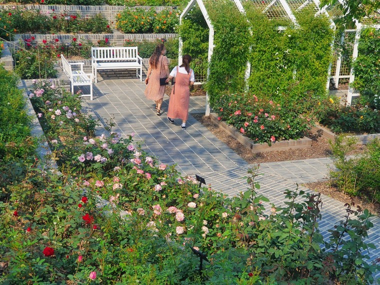 오산천 장미정원이 형형색색 만개한 장미꽃들로 시민들에게 향기 가득한 힐링공간을 제공하고 있다. 사진=오산시청