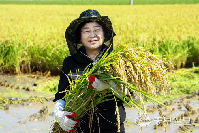 김경희 이천시장이 이천햅쌀 수확 현장을 찾아 직접 벼베기를 하고 있다.