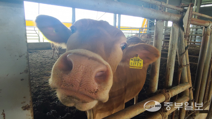 이병국 평택 태양농장 대표가 키우는 암소의 모습. 신연경 기자