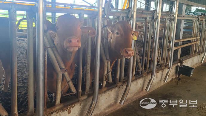 이병국 평택 태양농장 대표가 키우는 소의 모습. 신연경 기자