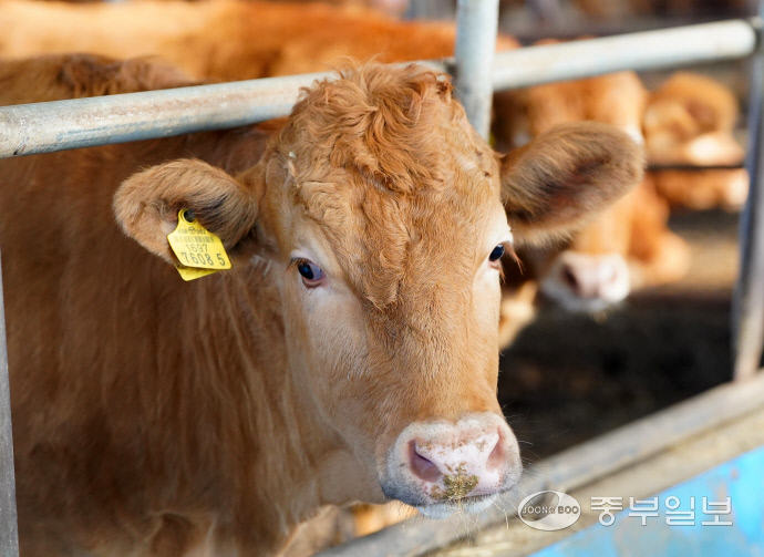 가현농장에서 키우는 소. 홍기웅 기자
