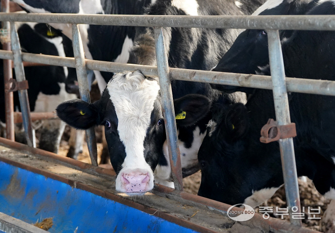 가현농장에서 키우는 소. 홍기웅 기자