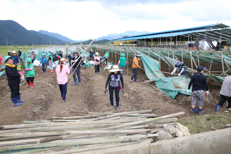 인천서구의회 고선희 의장을 비롯한 의원 및 사무국 지원, 서구 자생단체 회원들이 수해로 피해를 입은 인삼밭에서 복구작업을 하고 있다. 사진=서구의회