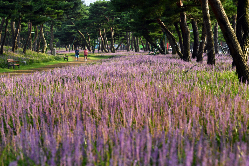 노송지대맥문동 수원팔색길효행길. 사진=수원특례시