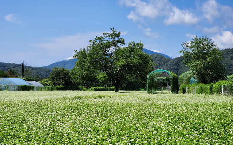 양평군이 오는 6일까지 청운면 가현리 메밀꽃 경관 단지를 무료 개방한다. 사진=양평군청