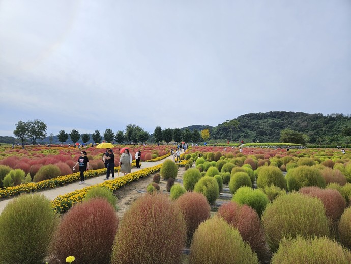 연천군 중면 ‘임진강 댑싸리 정원’을 방문한 관광객들이 아름다운 가을 분위기를 만끽하고 있는 모습. 사진=연천군청