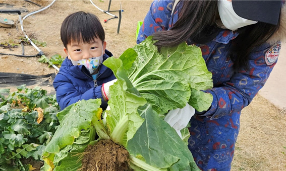 김장채소 수확 체험하는 아이 사진=국립농업박물관