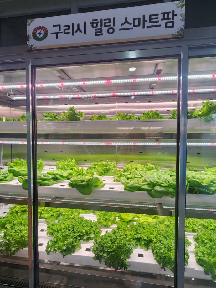 구리시 미래를 향한 농업으로의 첫걸음 ‘힐링 스마트팜’ 설치