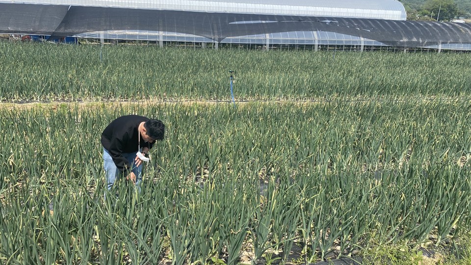 용인특례시가 양파 노균병 예방을 위한 약재를 개발했다. 사진은 실증을 위해 양파를 재배하고 있는 모습. 사진=용인특례시청