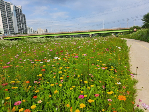 파주시 조리읍, 공릉천변 백일홍 꽃밭. 사진=파주시