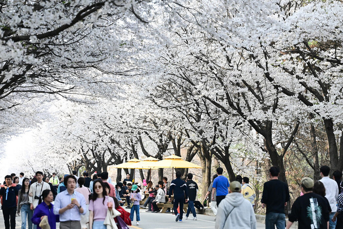제8회 여주흥천남한강벚꽃축제를 찾은 방문객들의 모습. 사진=여주시청