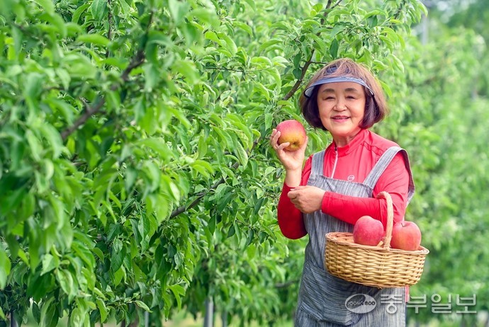 29일 오후 이천시 신성골사과 농원에서 채정신 대표가 프로필 사진을 촬영하고 있다. 임채운기자