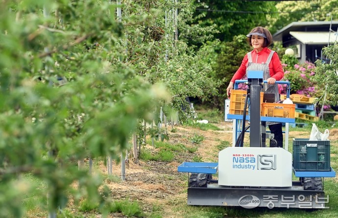 29일 오후 이천시 신성골사과 농원에서 채정신 대표가 솎아내기 작업을 하고 있다. 임채운기자