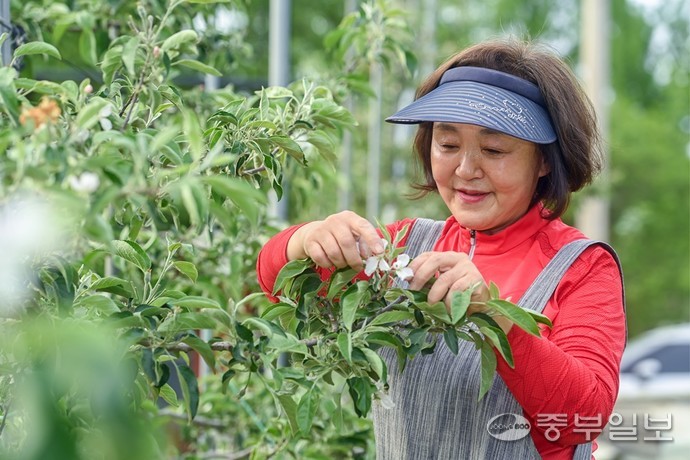 29일 오후 이천시 신성골사과 농원에서 채정신 대표가 솎아내기 작업을 하고 있다. 임채운기자