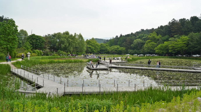 수련이 곱게 핀 봉선사 연못정원 풍경 (1)