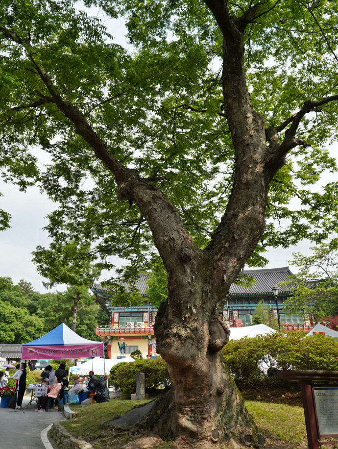 정희왕후가 심었다고 전해지는 수령 550년의 느티나무